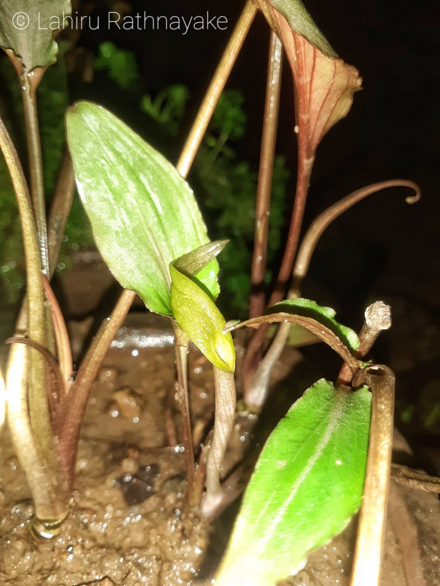 Cryptocoryne walkeri Schott