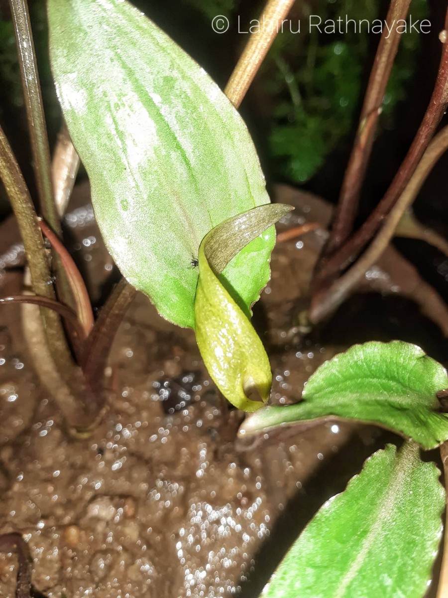 Cryptocoryne walkeri Schott