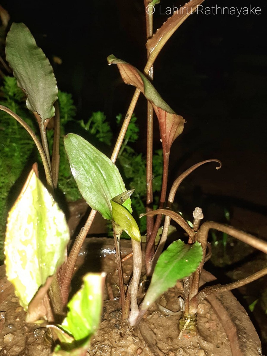 Cryptocoryne walkeri Schott