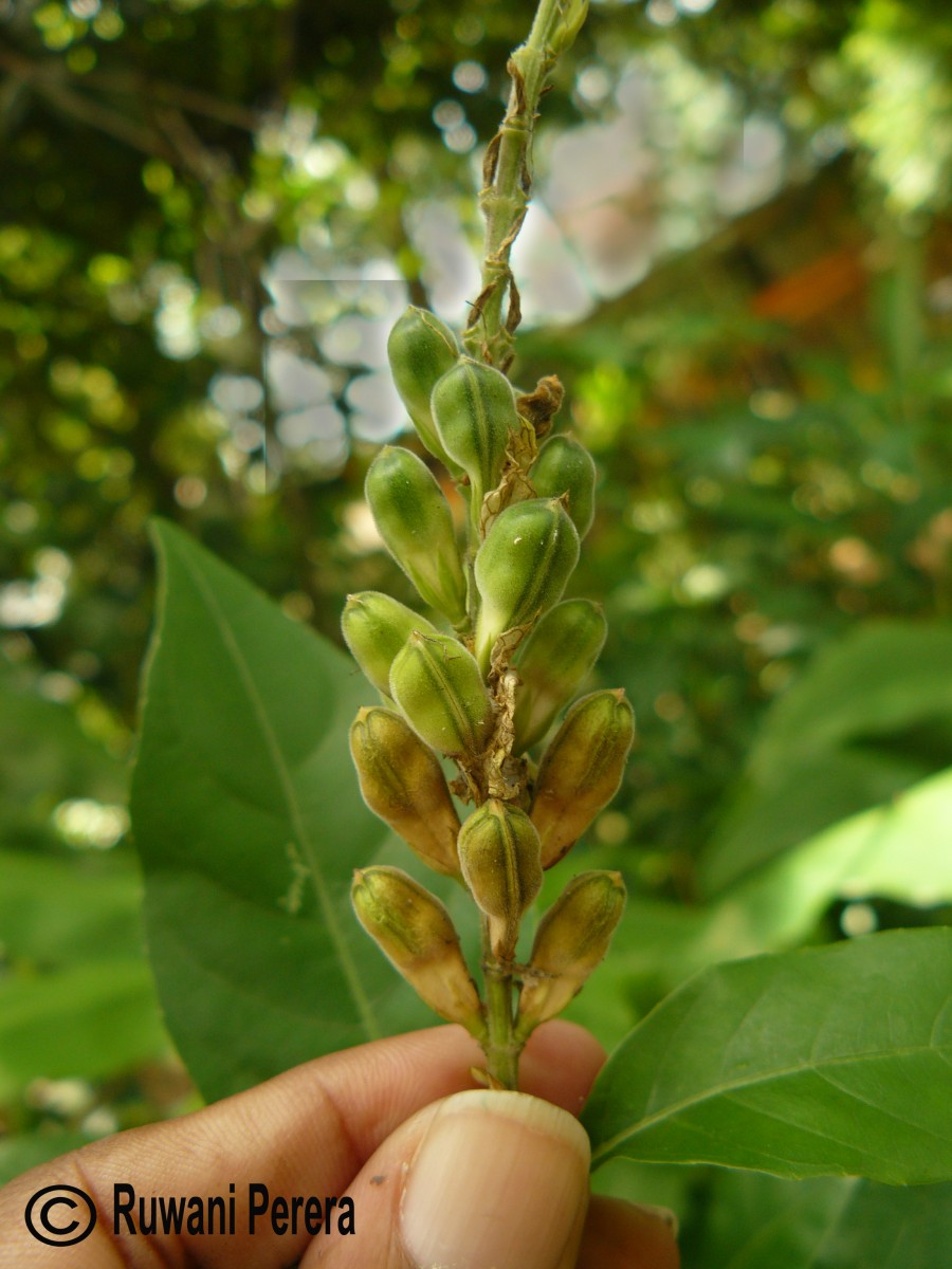 Nicoteba betonica (L.) Lindau