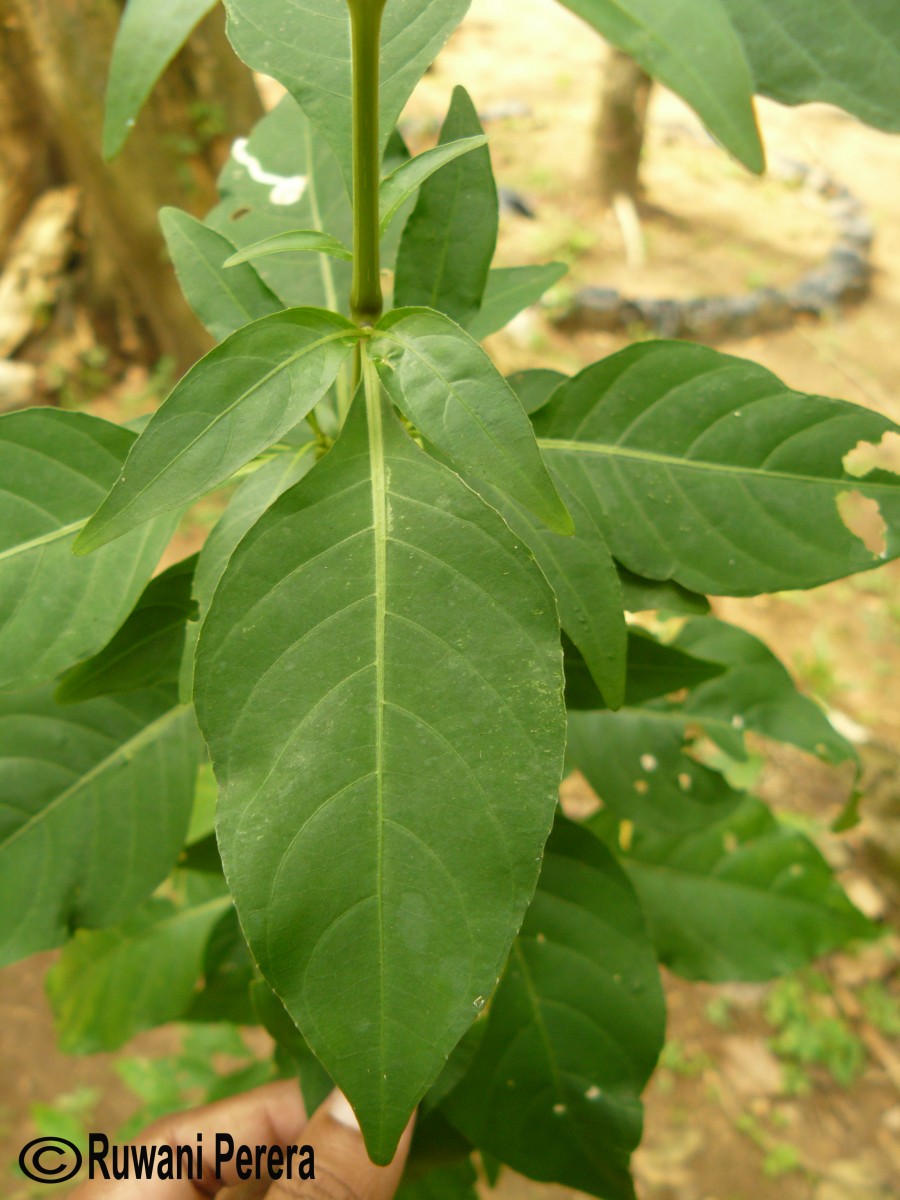 Nicoteba betonica (L.) Lindau