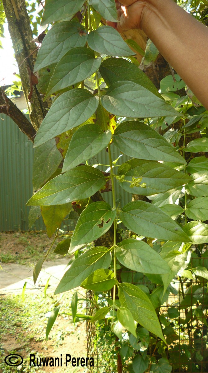 Nyctanthes arbor-tristis L.