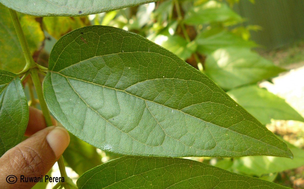 Nyctanthes arbor-tristis L.