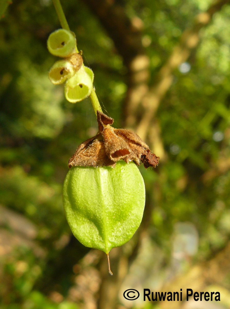 Nyctanthes arbor-tristis L.