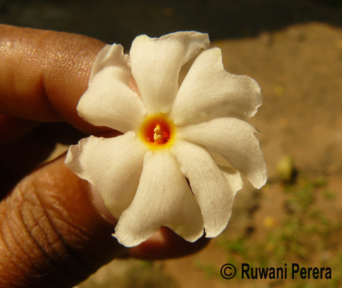 Nyctanthes arbor-tristis L.