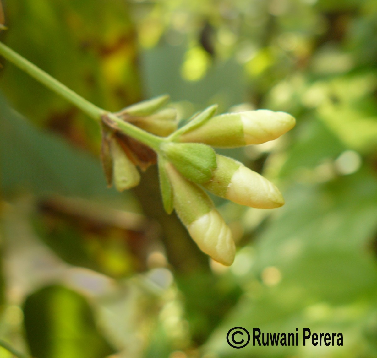 Nyctanthes arbor-tristis L.