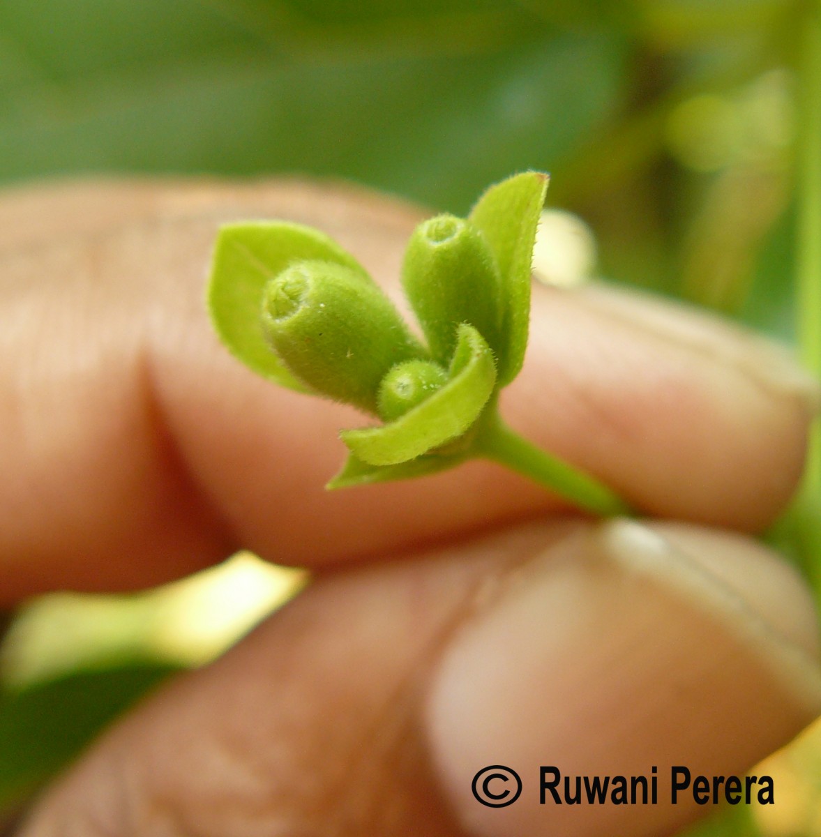 Nyctanthes arbor-tristis L.