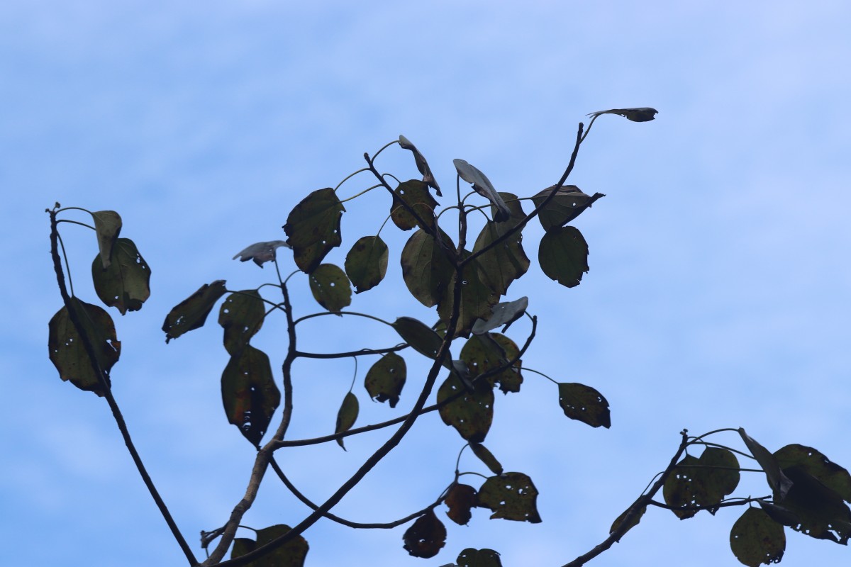 Gyrocarpus americanus Jacq.