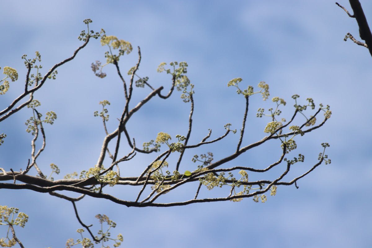 Gyrocarpus americanus Jacq.