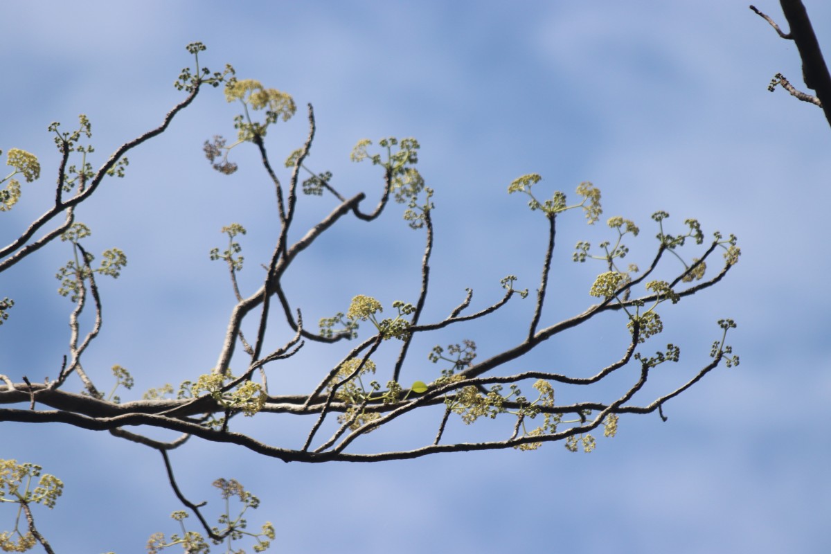 Gyrocarpus americanus Jacq.