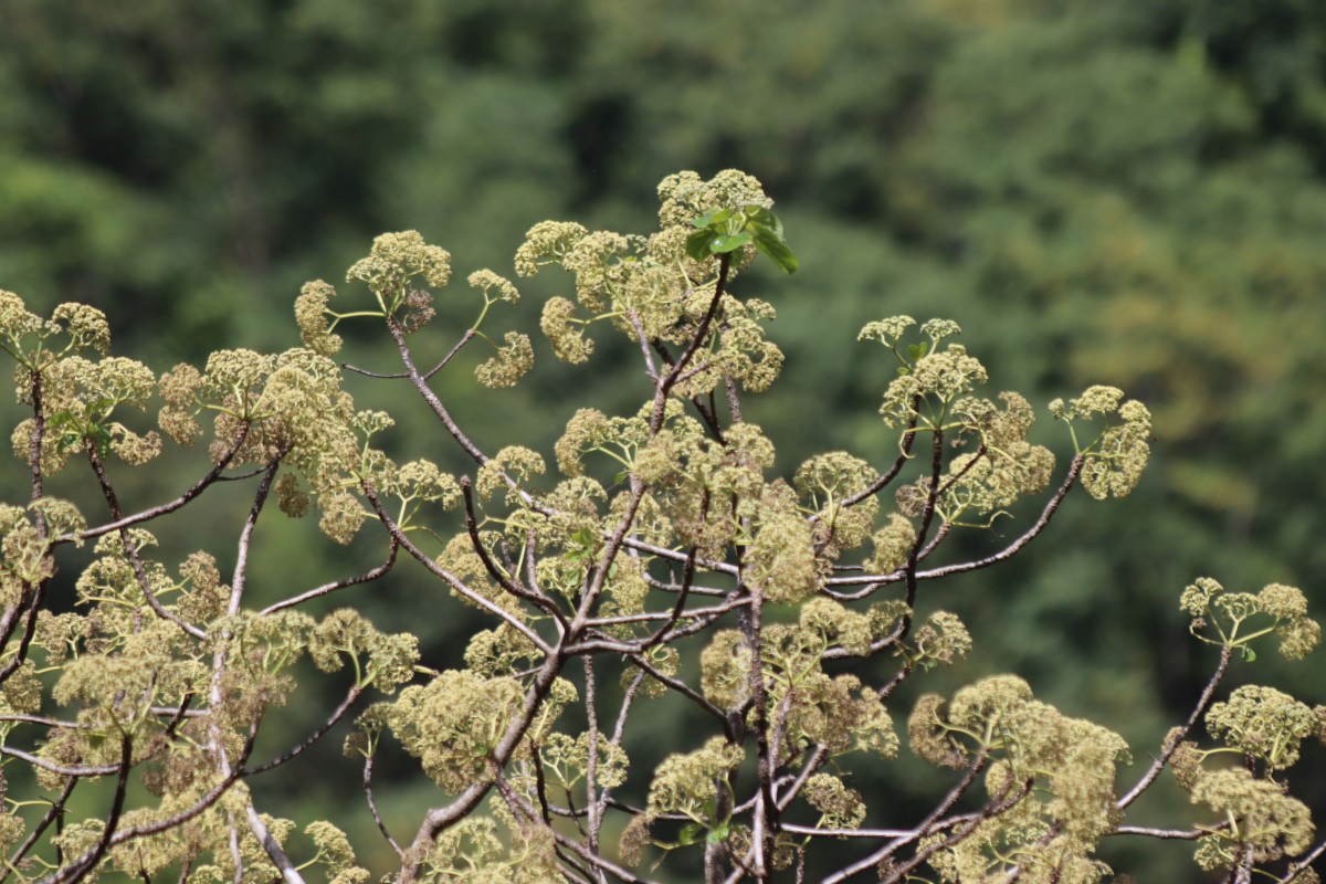 Gyrocarpus americanus Jacq.