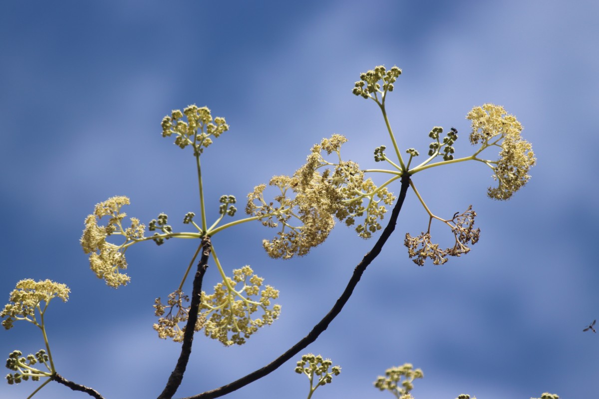 Gyrocarpus americanus Jacq.