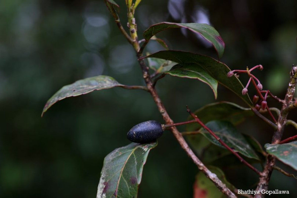 Elaeocarpus ceylanicus (Arn.) Mast..