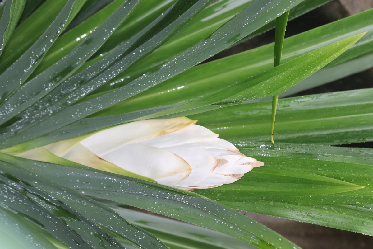 Pandanus amaryllifolius Roxb. ex Lindl.