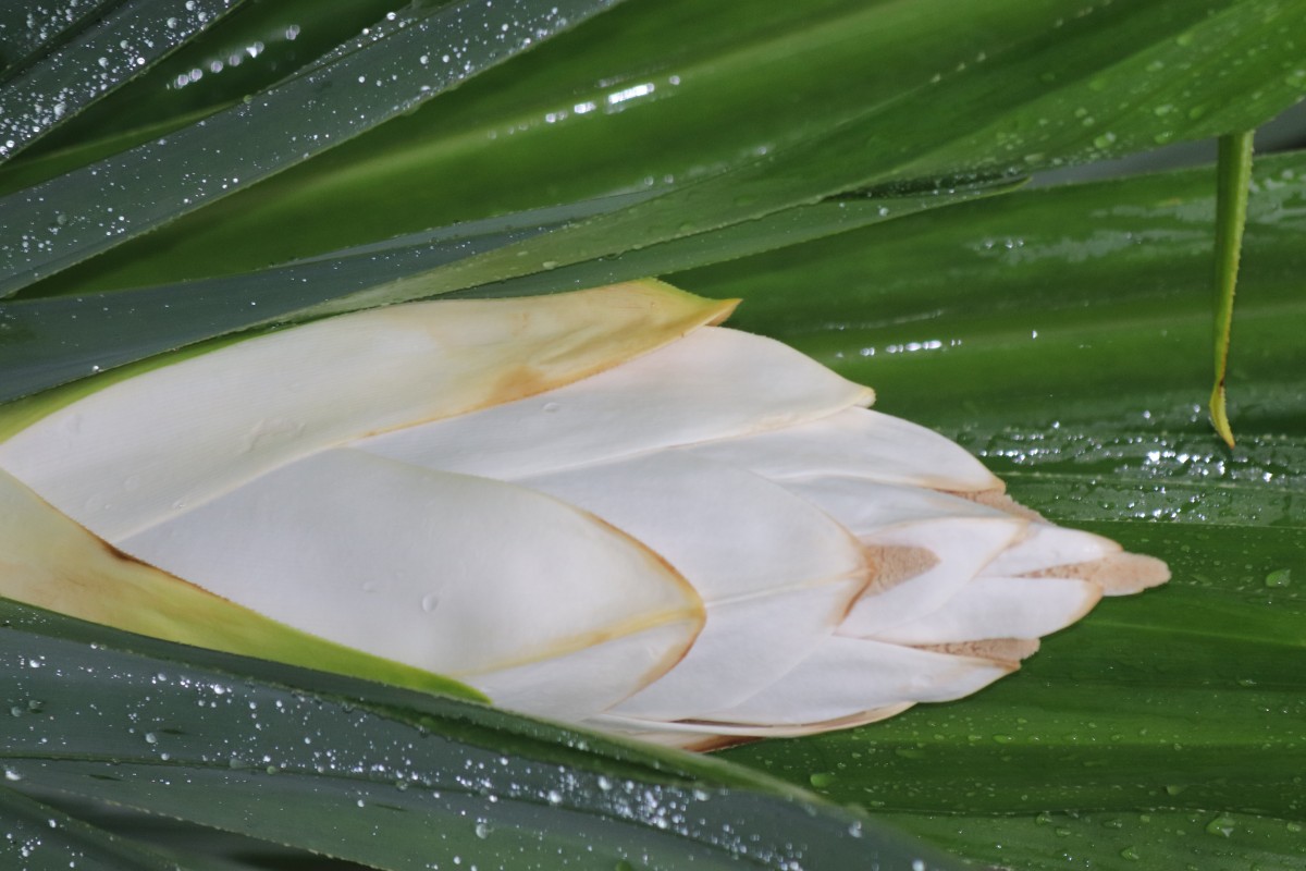 Pandanus amaryllifolius Roxb. ex Lindl.