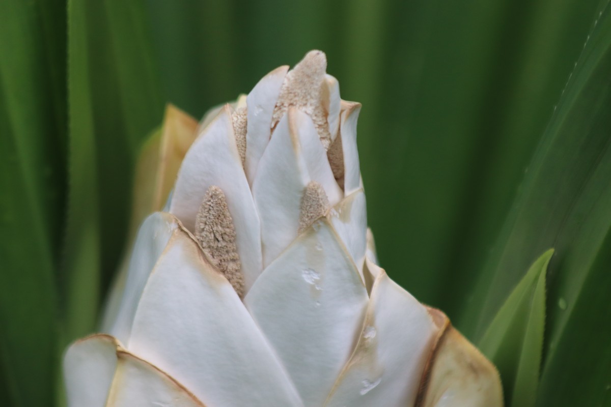 Pandanus amaryllifolius Roxb. ex Lindl.