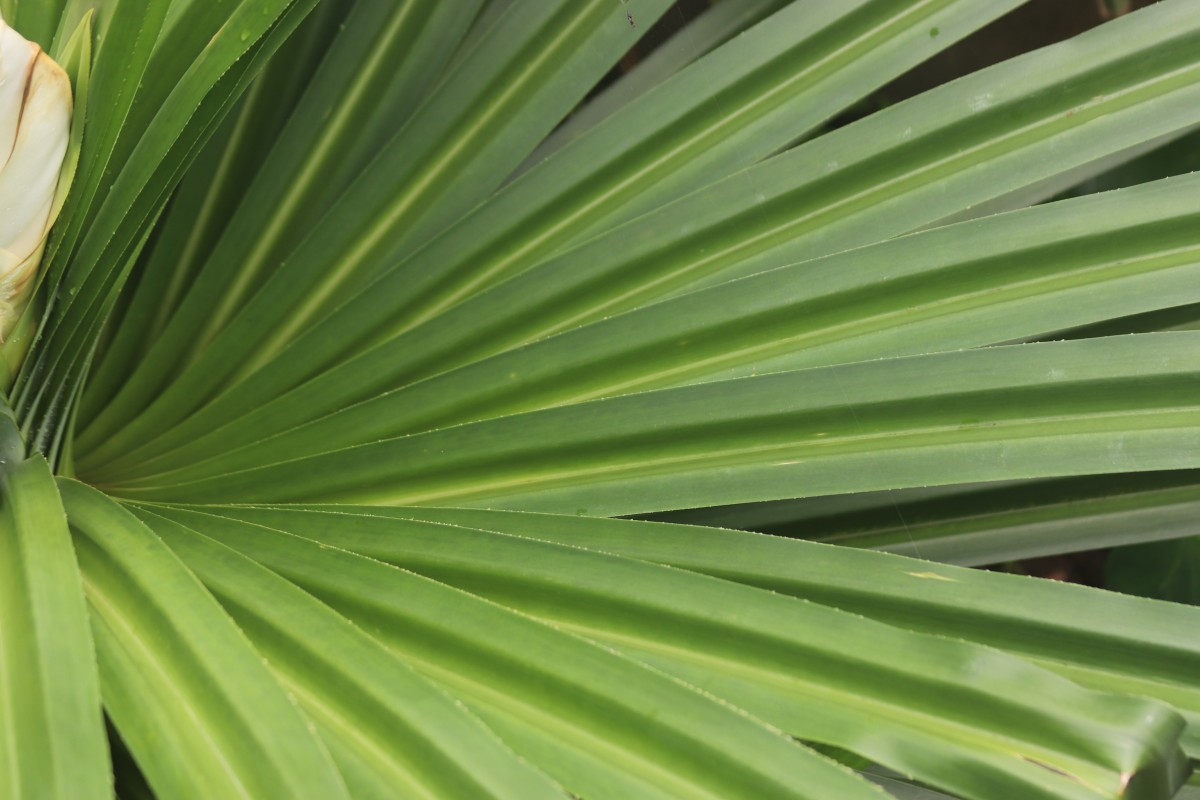 Pandanus amaryllifolius Roxb. ex Lindl.