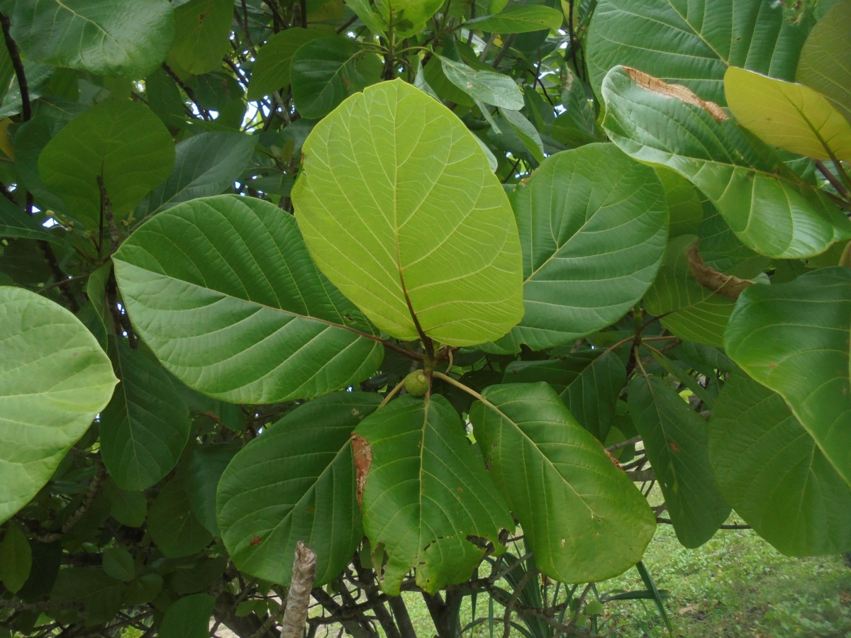 Guettarda speciosa L.