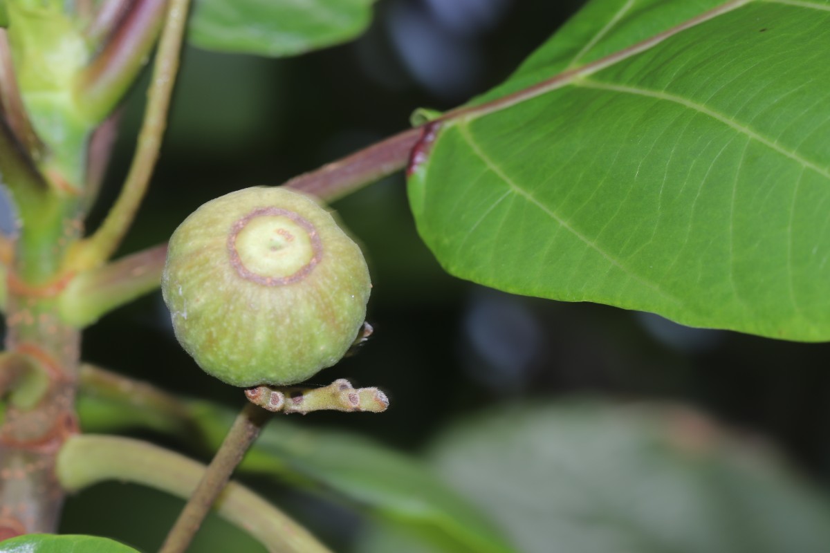 Guettarda speciosa L.