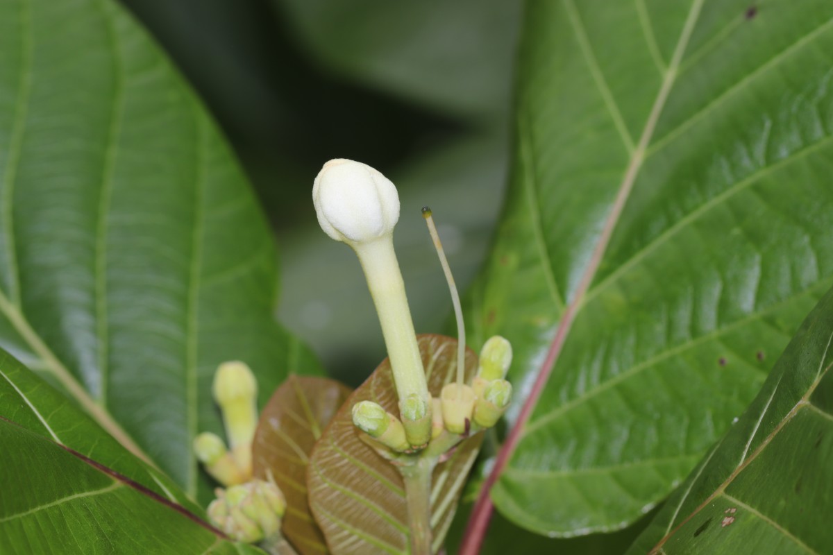 Guettarda speciosa L.