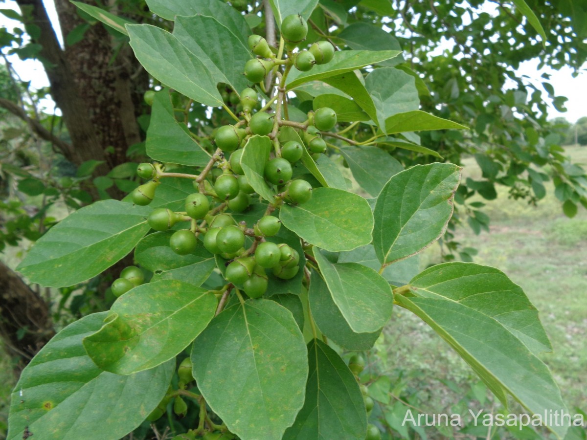 Cordia dichotoma G.Forst.