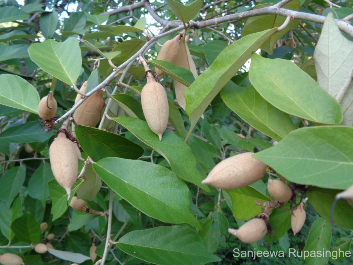 Pterospermum suberifolium (L.) Raeusch.