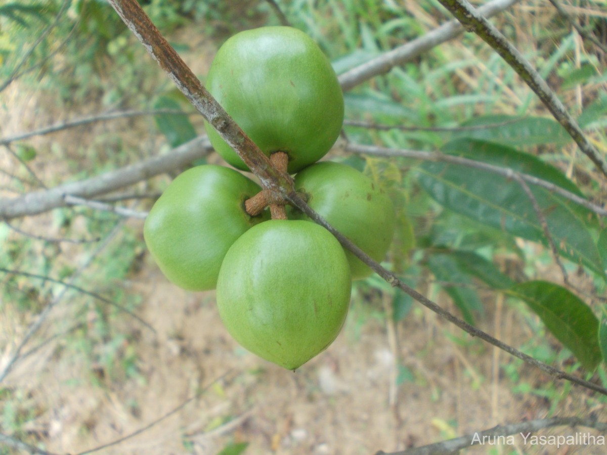 Donella lanceolata (Blume) Aubrév.