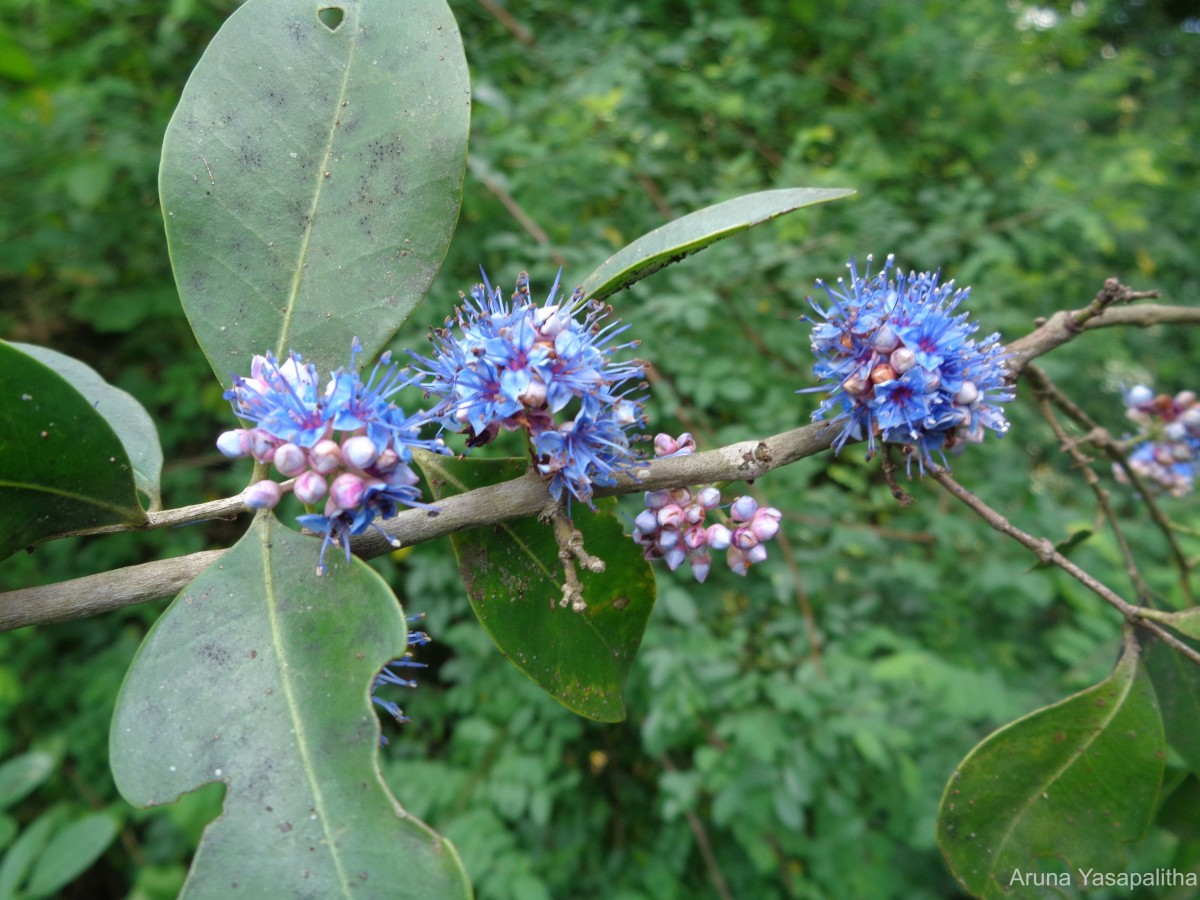 Memecylon umbellatum Burm.f.