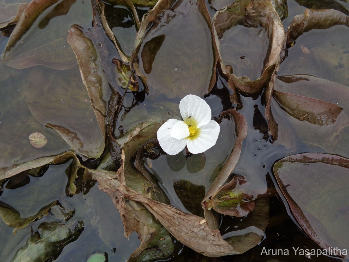 Ottelia alismoides (L.) Pers.