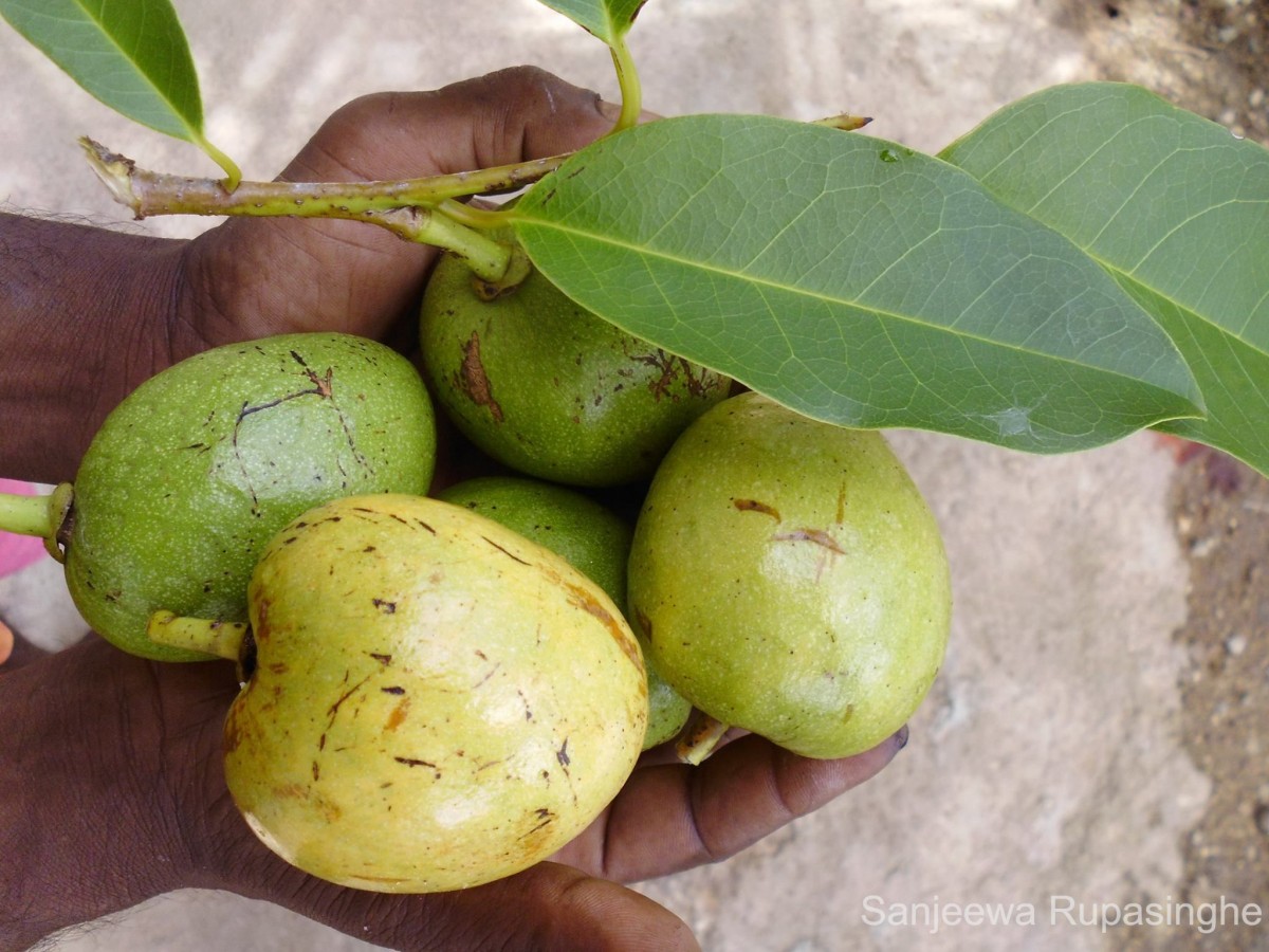 Annona glabra L.