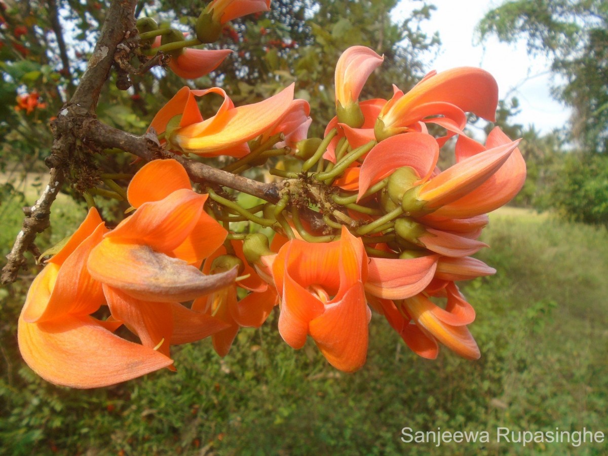 Butea monosperma (Lam.) Kuntze