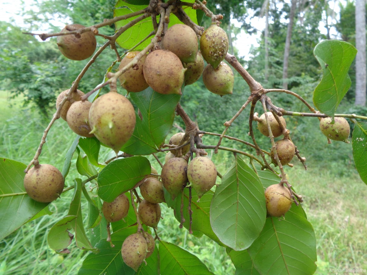 Schleichera oleosa (Lour.) Oken