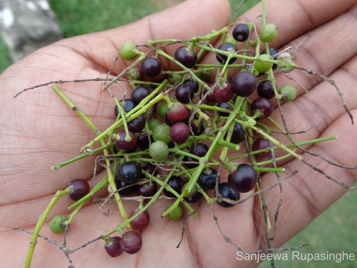 Salvadora persica L.