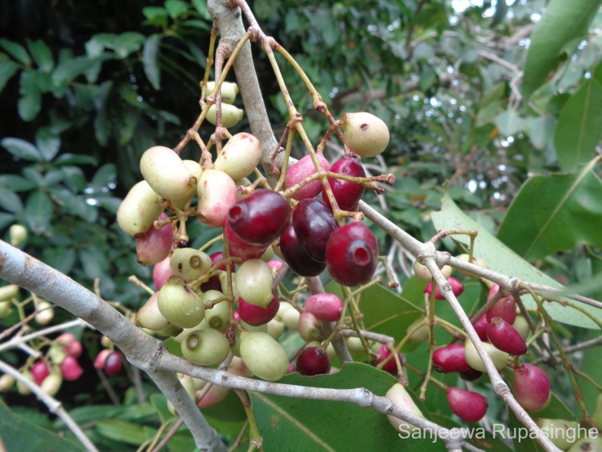 Syzygium cumini (L.) Skeels