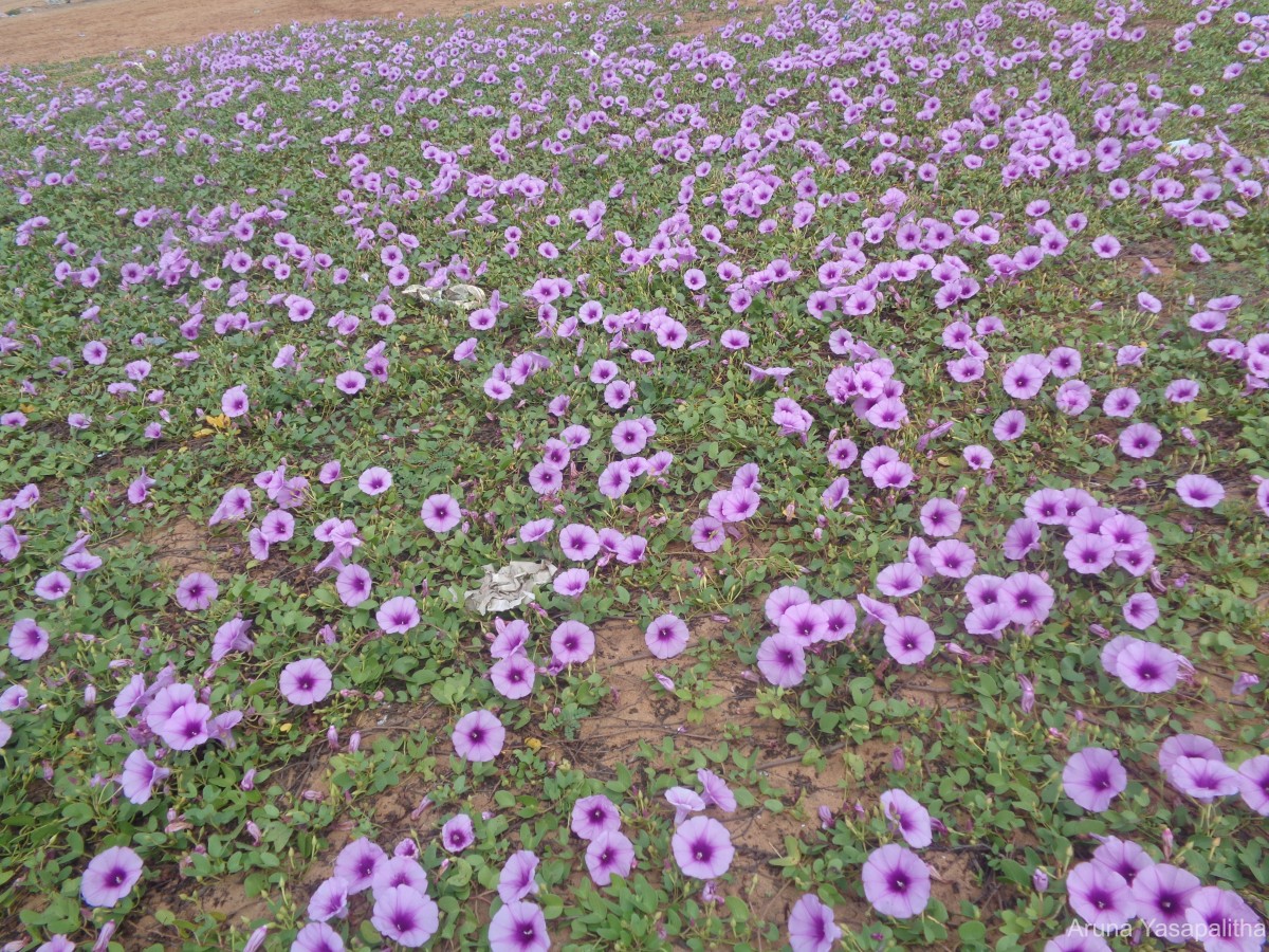 Ipomoea pes-caprae (L.) R.Br.