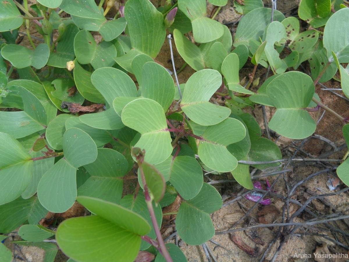 Ipomoea pes-caprae (L.) R.Br.