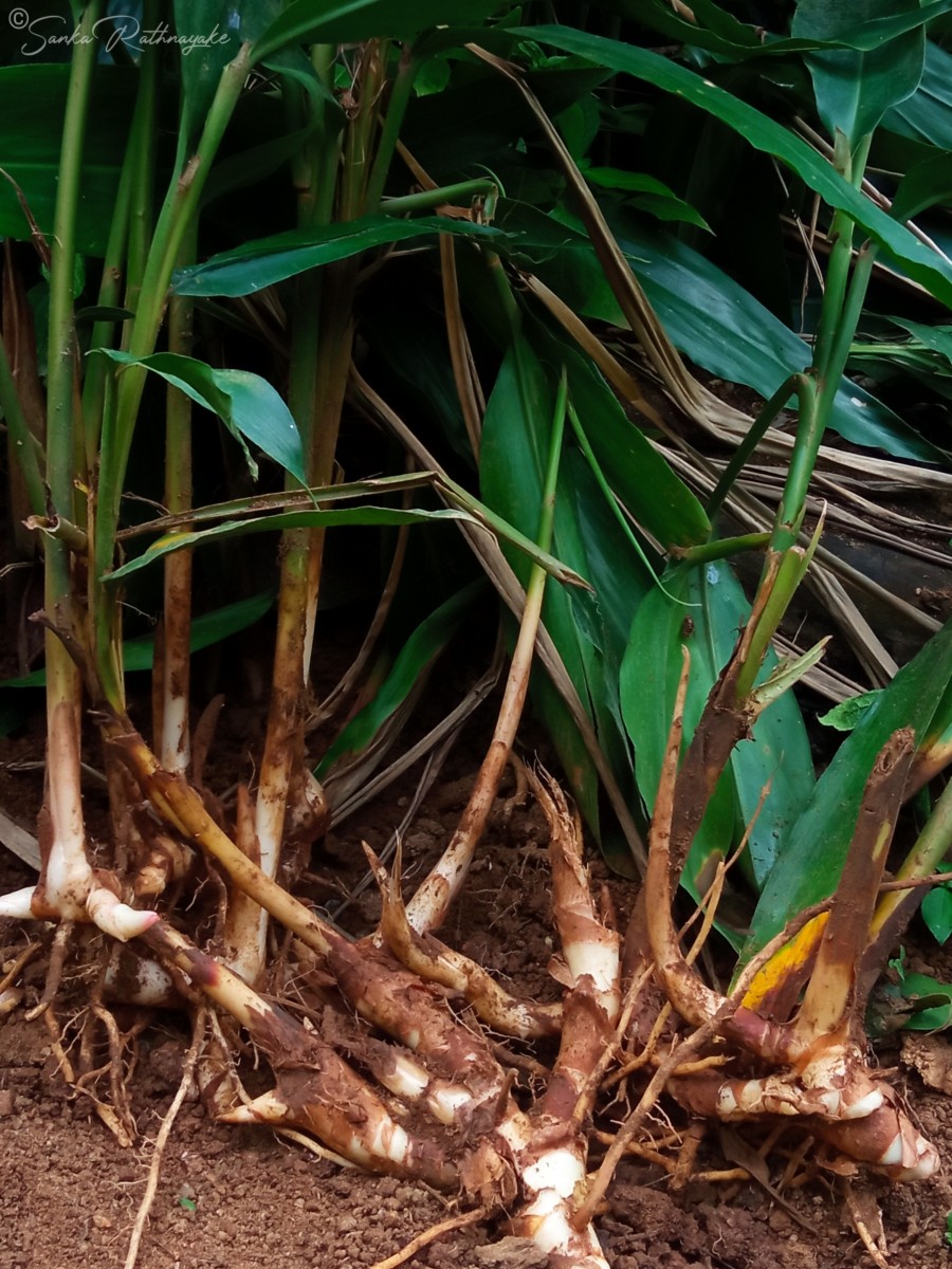 Alpinia calcarata (Andrews) Roscoe