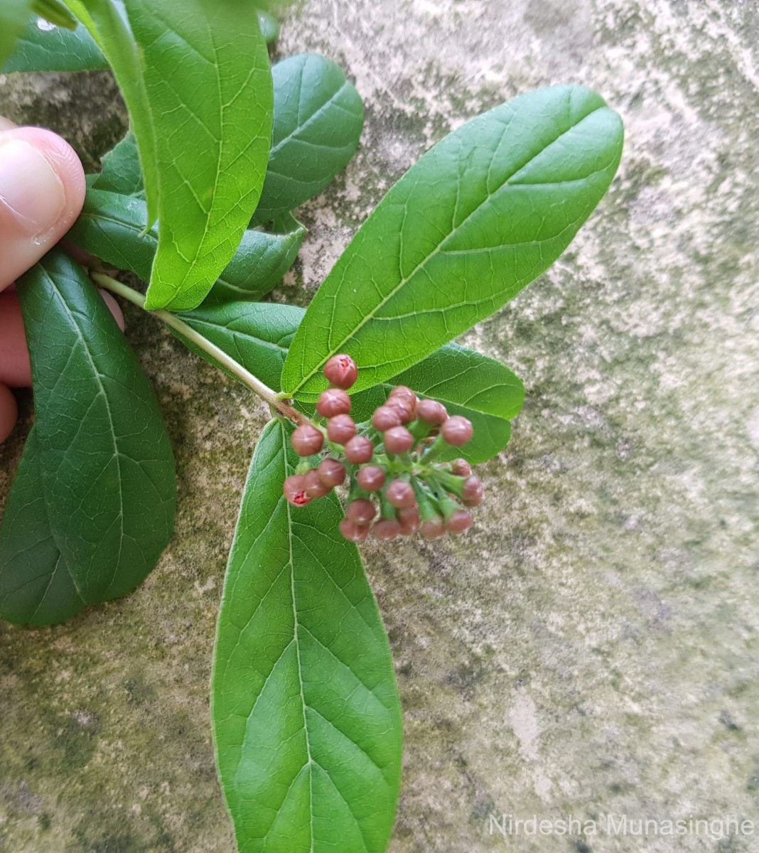 Combretum constrictum (Benth.) M.A.Lawson