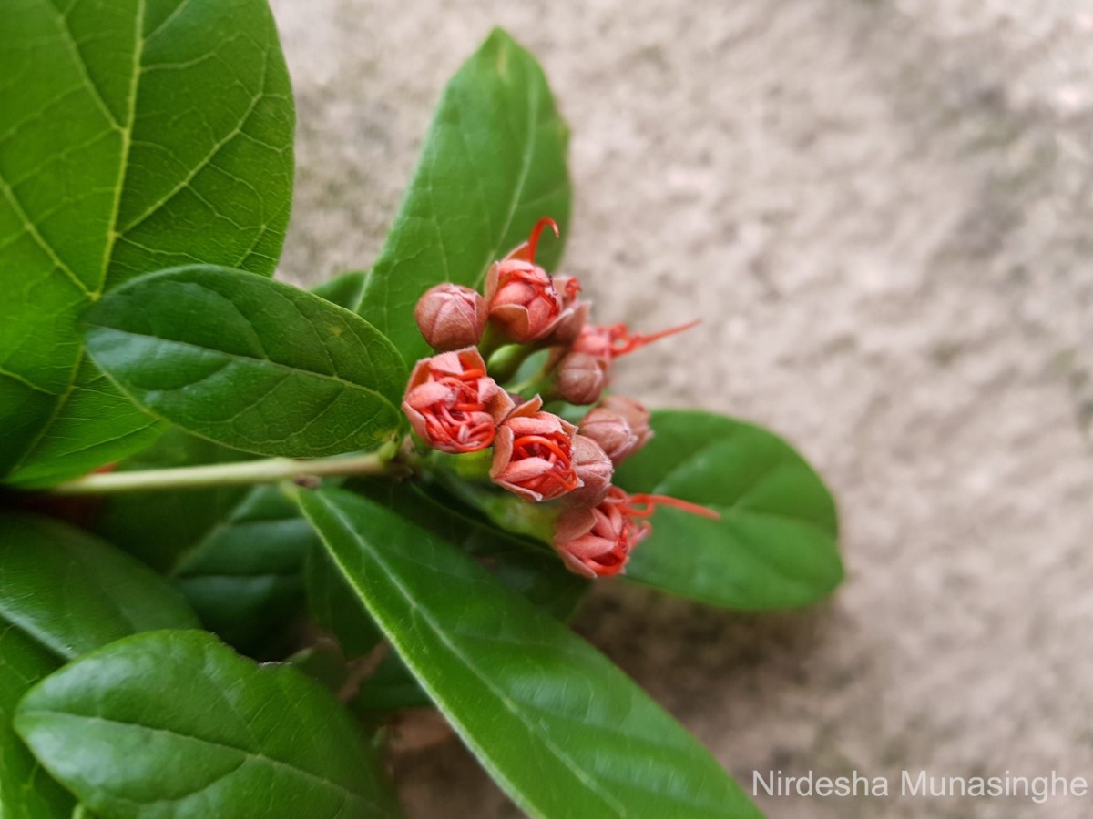 Combretum constrictum (Benth.) M.A.Lawson