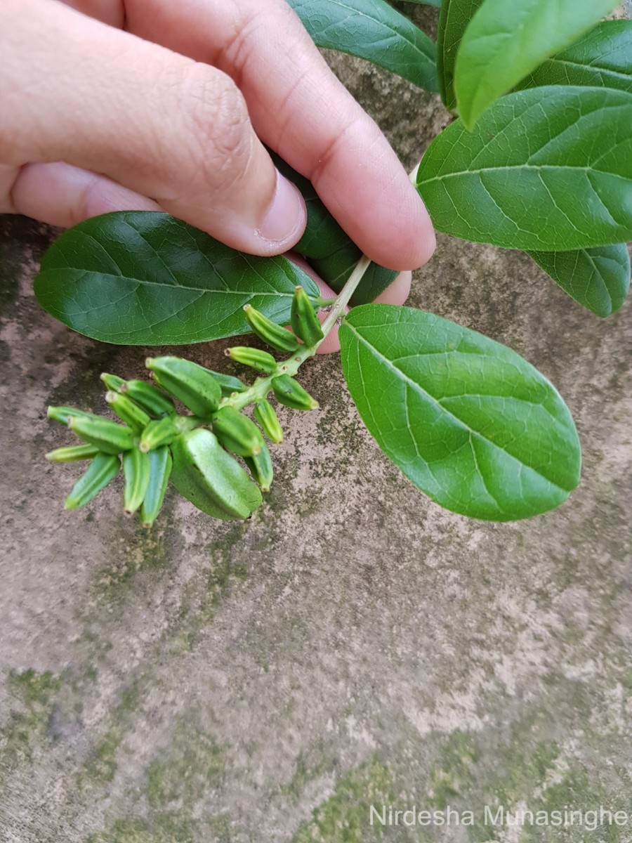 Combretum constrictum (Benth.) M.A.Lawson