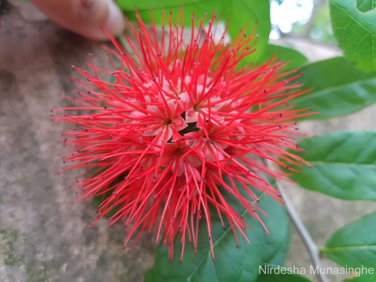 Combretum constrictum (Benth.) M.A.Lawson