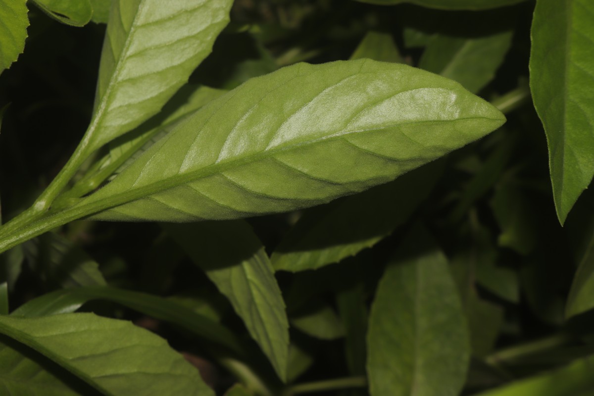 Gynura procumbens (Lour.) Merr.