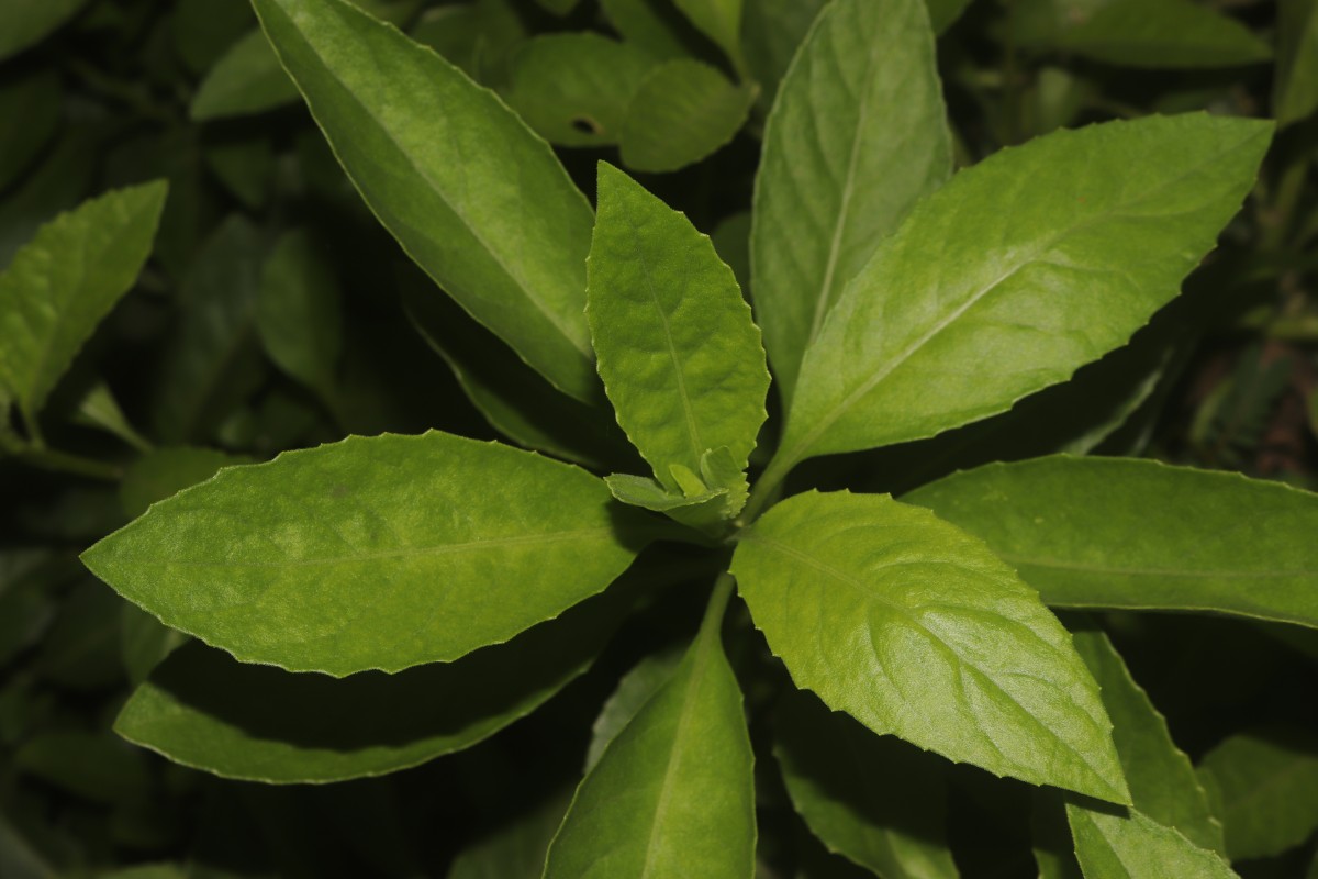 Gynura procumbens (Lour.) Merr.