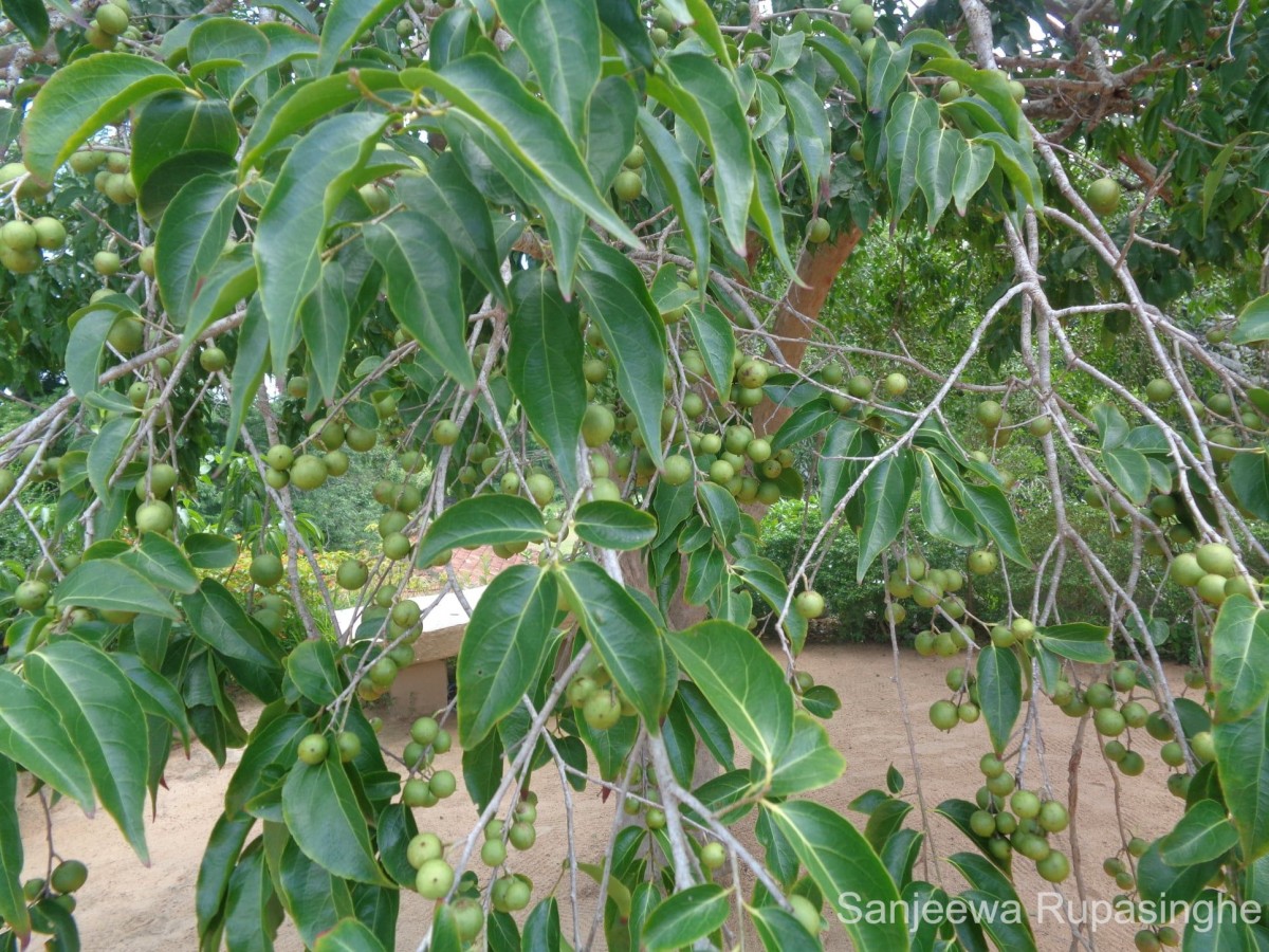 Flacourtia jangomas (Lour.) Raeusch.