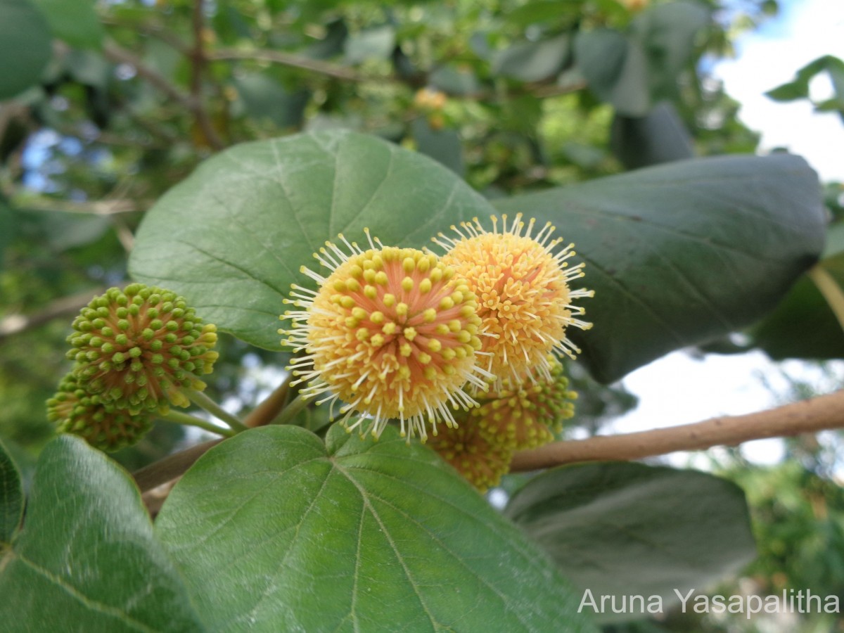 Adina cordifolia (Roxb.) Brandis