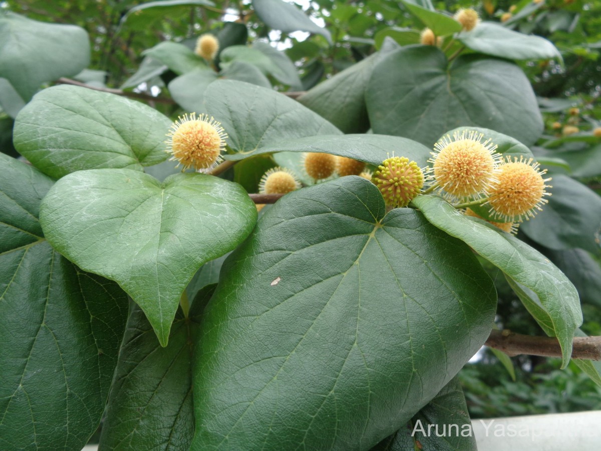 Adina cordifolia (Roxb.) Brandis