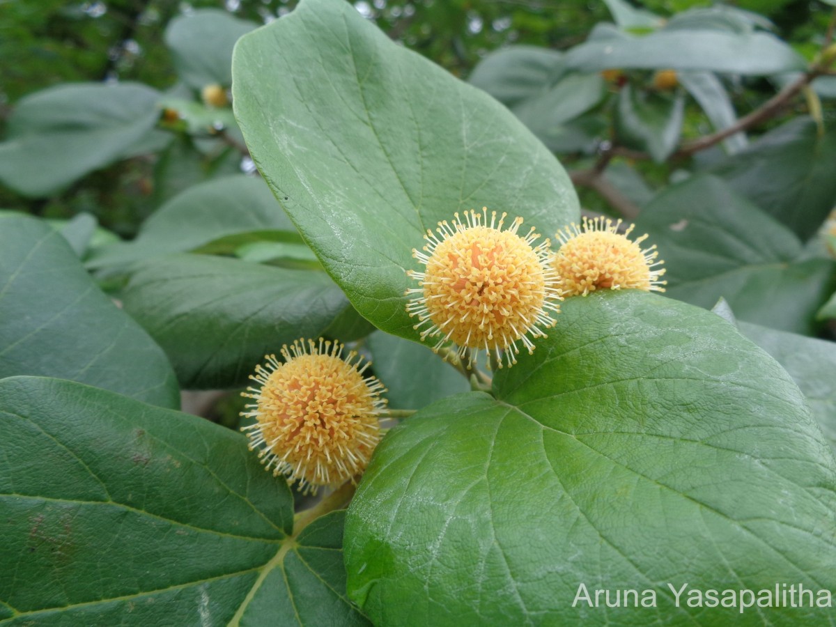 Adina cordifolia (Roxb.) Brandis