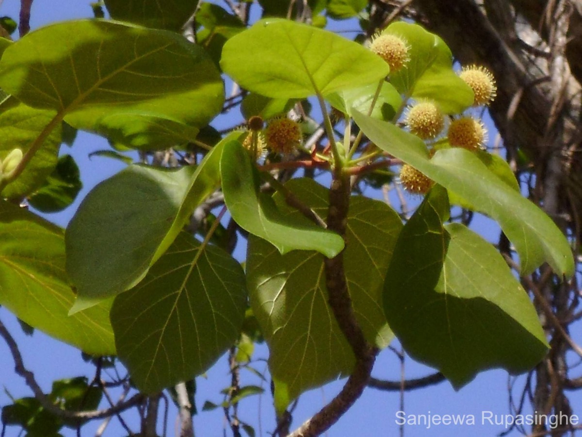 Adina cordifolia (Roxb.) Brandis