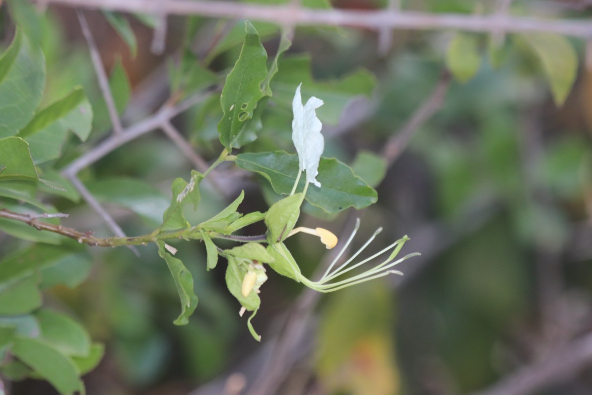 Cadaba trifoliata Wight & Arn.