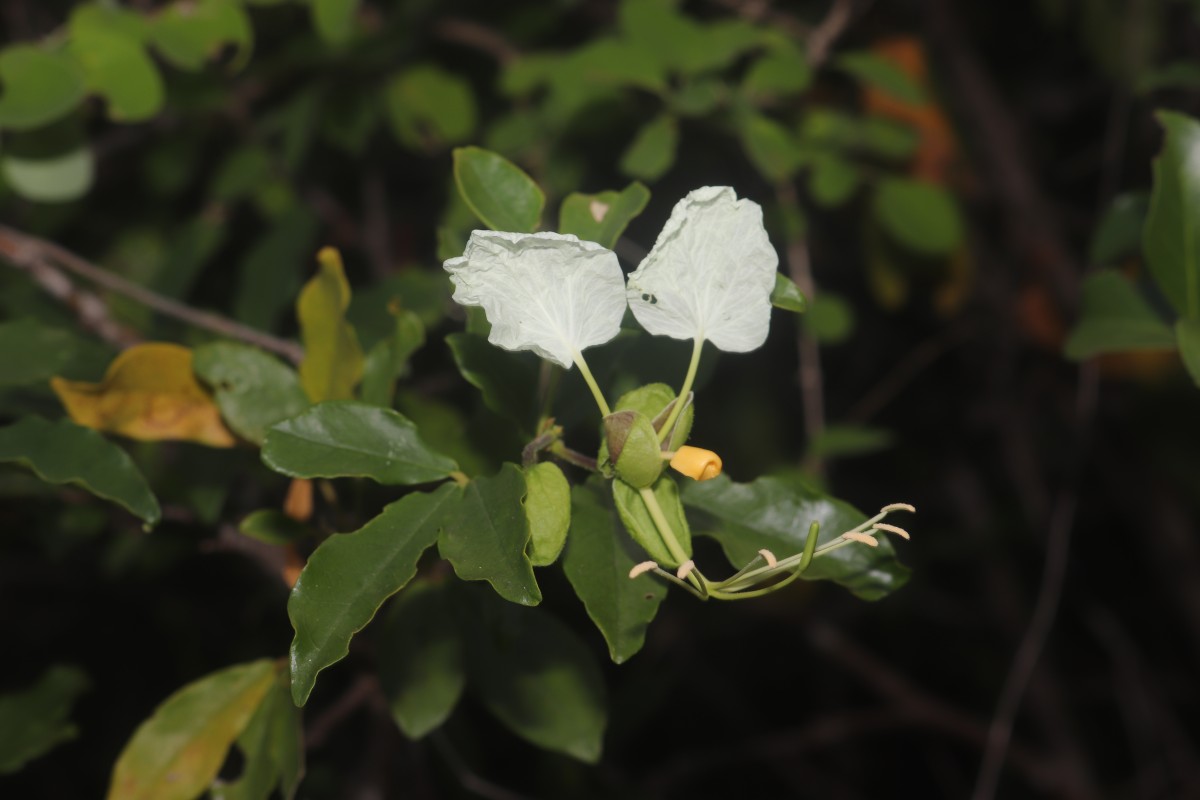 Cadaba trifoliata Wight & Arn.